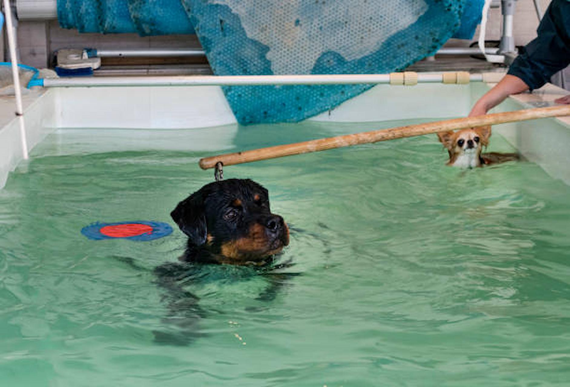 What Are The advantages Of Hydrotherapy For Dogs?